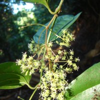 Smilax perfoliata Lour.